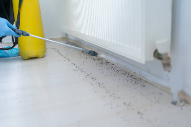 Best Pest Control Near Me in Concord, CA